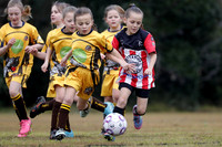 Greta Branxton 08G/02 v Abermain Rams 08G/01