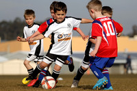 Mini Roos 5s - Maitland JFC v Kurri Kurri JFC