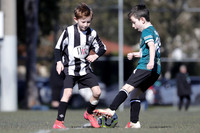 8s - Panthers v Weston Bears
