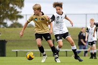 12 Boys - Maitland Black v Central Coast Gold