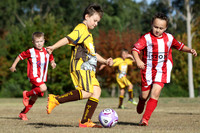 Greta Branxton 09/03 v Bellbird JFC 09/03