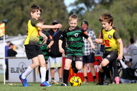 Tilligerry United 08/01 v Medowie FC 08/04