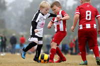 Miniroos U6s-Maitland JFC 06/02 v Bellbird 06/03