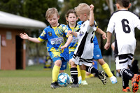 MiniRoos 7s - Metford Cobras v Maitland JFC