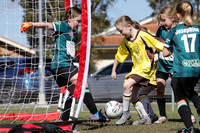 U8s - Kahibah Turtles v Jaffas All Stars
