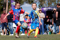 U7s - Cobra Kings v Tenambit Sharks