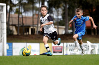 Maitland FC White v Charlestown Azzurri Blue